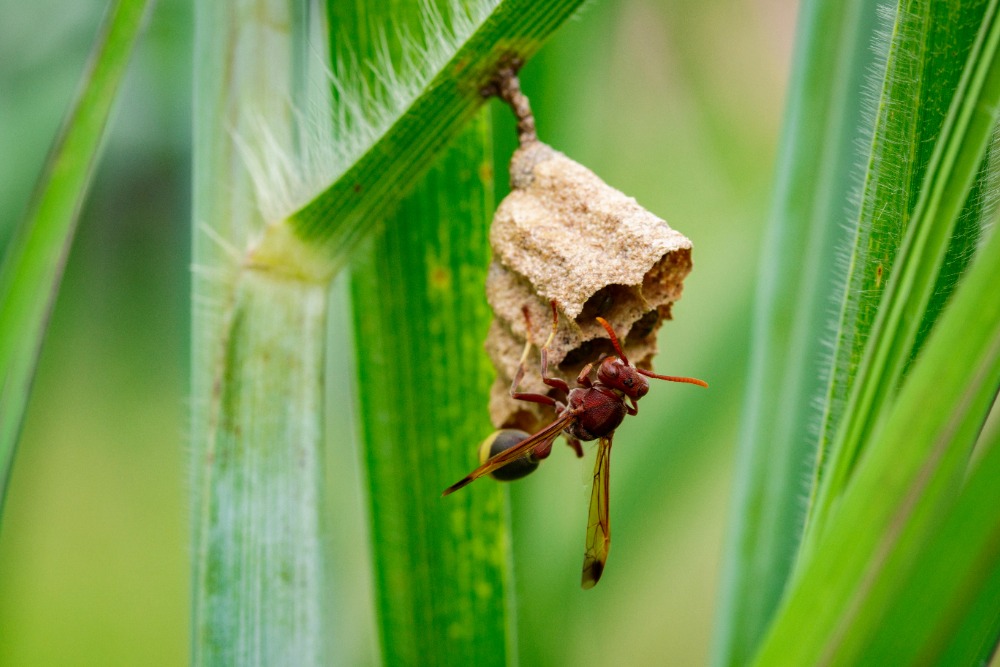 Paper wasp climbing on an upside down umbrella-shaped paper wasp nest