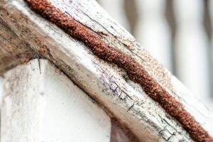 termite tube on a wooden plank