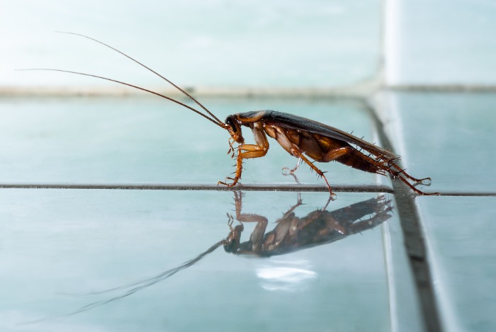 cockroach on a clear surface
