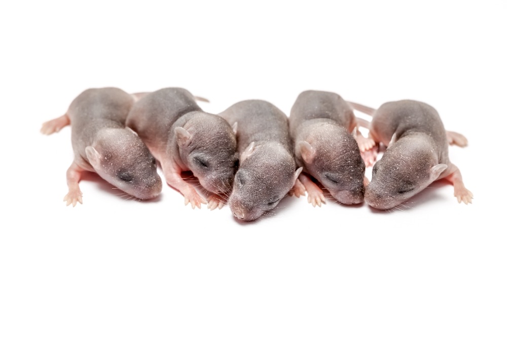 Five mouse babies aligned in a row