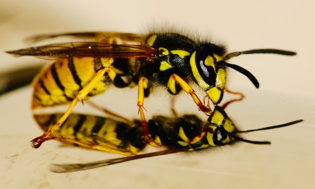 Yellow jacket on a reflective surface