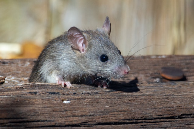 Roof rat peaking out over a roof beam