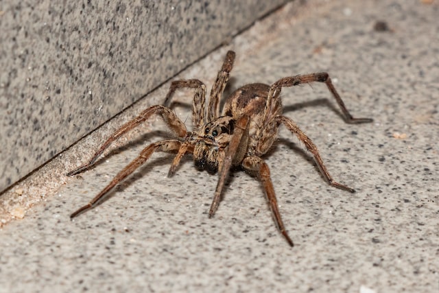 wolf spider on a floor, one of the common basement spiders in North Carolina