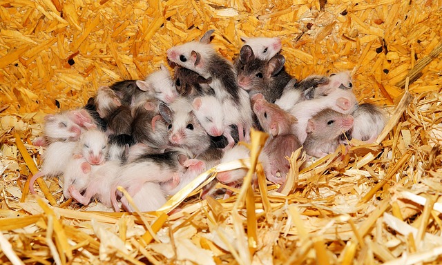 A heap of grey and white mice babies in a bundle of hay, answering the questions "How many babies can a mouse have?"
