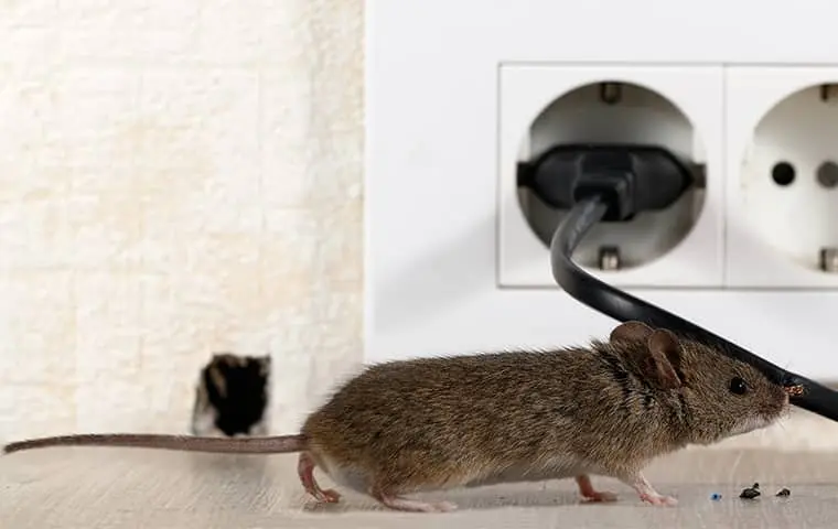 mouse outside of a wall