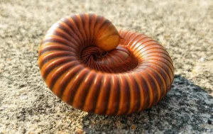 millipede curled up on a driveway
