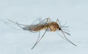 mosquito landing on a table