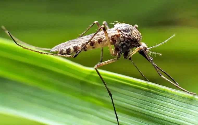mosquito on grass in a yard