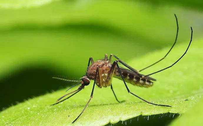 mosquito perched on a leaf