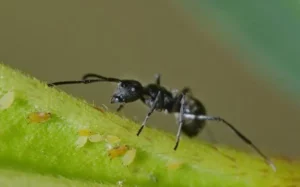 odorous house ant in garden