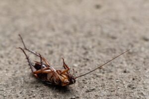 dead cockroach upside down on it's back