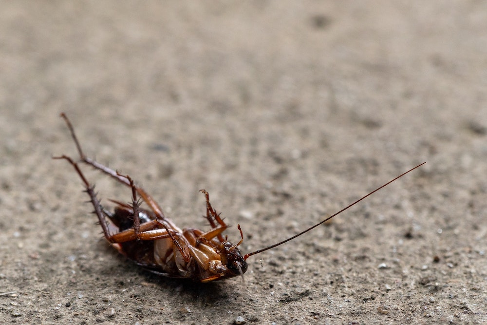 A dead cockroach upside down on it's back, an idea of What to Expect After an Exterminator Sprays For Roaches