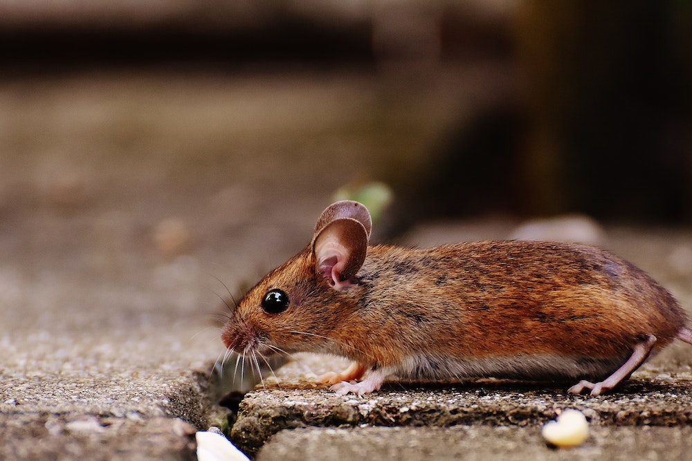 A brown house mouse, one of the rodents in North Carolina, on tile flooring.