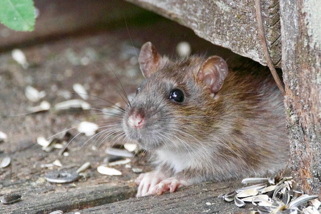 Brown norway rat outdoors in leaves