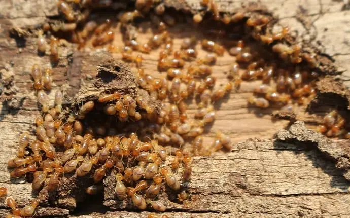 termite infestation in wood