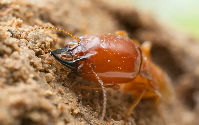 large soldier termite in dirt