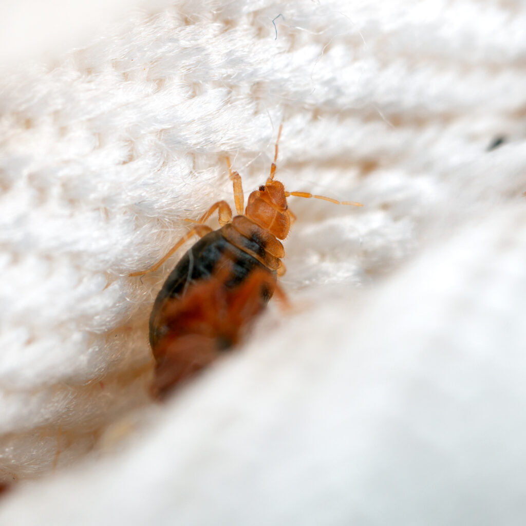 bed bug encased in a white sheet or blanket