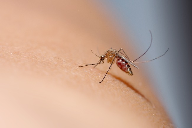 close-up of a mosquito biting skin, potentially searching for a blood type that attracts mosquitoes