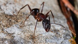 carpenter ant surrounded by dust