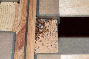 dead bed bug shell along with eggs and live bed bugs