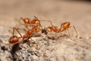 fire ants eating another insect