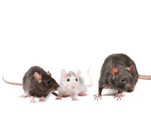 Black and white mice vs. rat