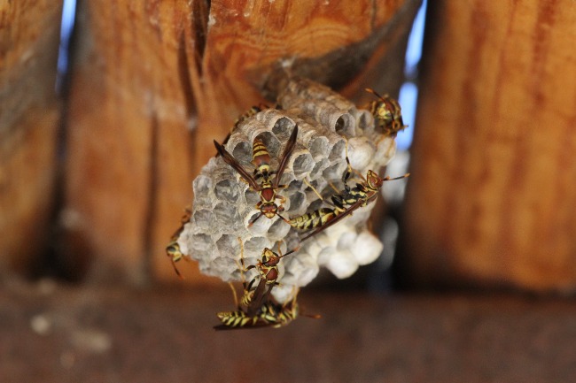 a group of paper wasps building in a house