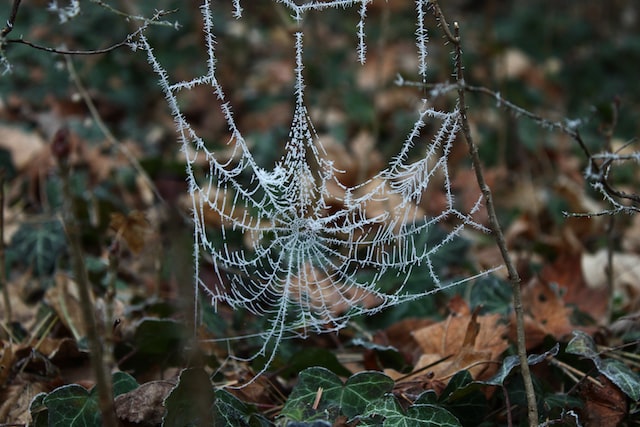 a spiderweb coated in ice. This indicates problems with spiders in winter