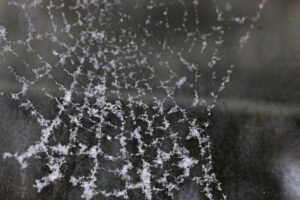 A cobweb full of ice, which is a sign of spiders in winter