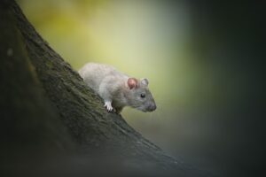 rat in the wild on a tree limb