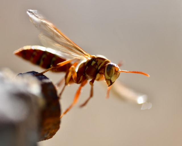 European hornet worker taking flight