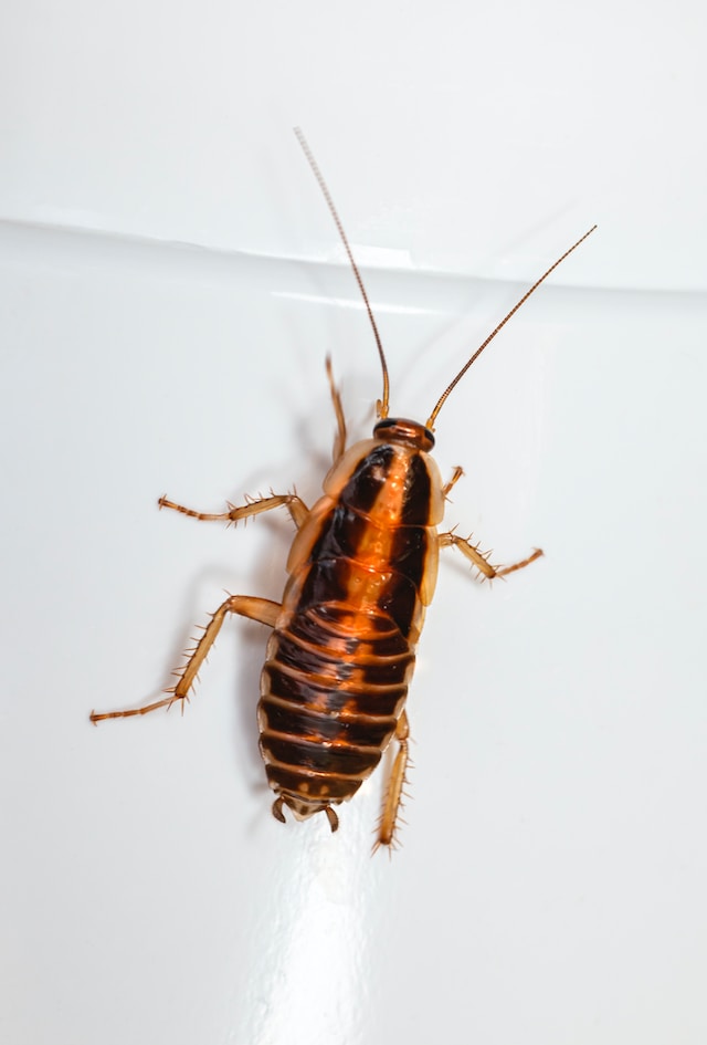cockroach on a white surface