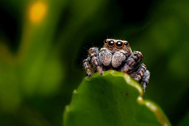 jumping spider on a leaf