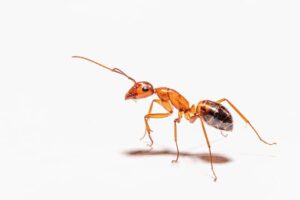 red ant against a white background