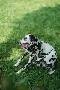 black and white Dalmatian scratching itself