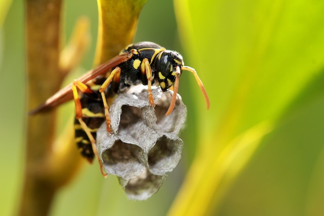 A yellow jacket creating a nest, one of the wasps in North Carolina