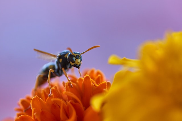 yellow jacket on a flower, one of the wasps in North Carolina