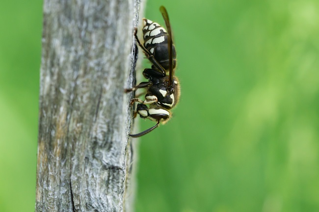 bald-faced hornet stinger