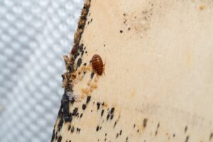 Bed Bugs with it's eggs and babies on a bed slates