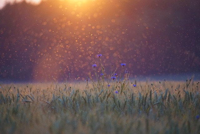 Many mosquitoes gathered around a flower field during sunset, answering the question, "when are mosquitoes most active?"