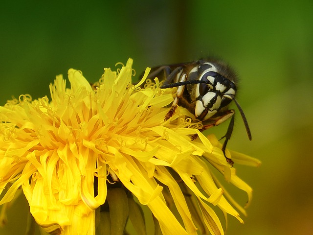 bald-faced hornet on yellow flower
