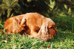 A pets brown cocker spaniel dog scratching itself outdoors, one of the signs of fleas on dogs