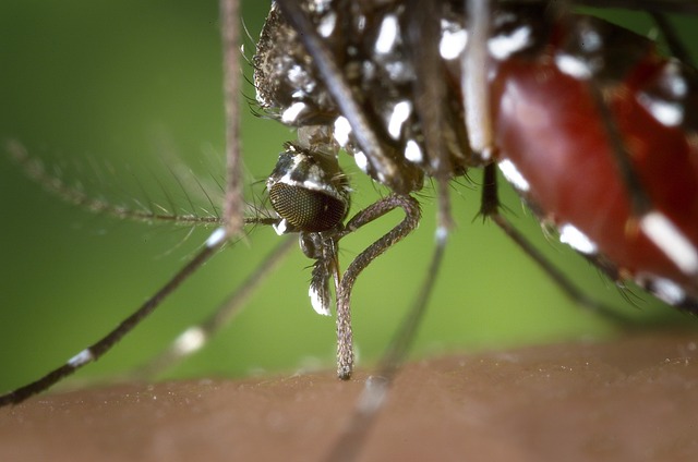 Black, red, and white mosquito sucking on a person's blood.