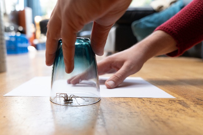 A person trapping a spider using a glass, one of the many homemade spider traps you can use to catch pests