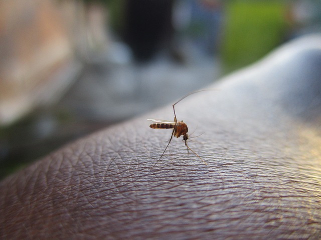 mosquito biting a person on the hand