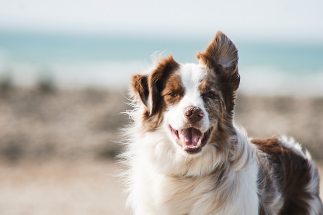 Brown and white border collie with one ear up and one ear down smiling in front of a beach