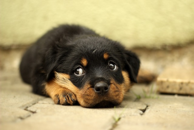 rottweiler puppy