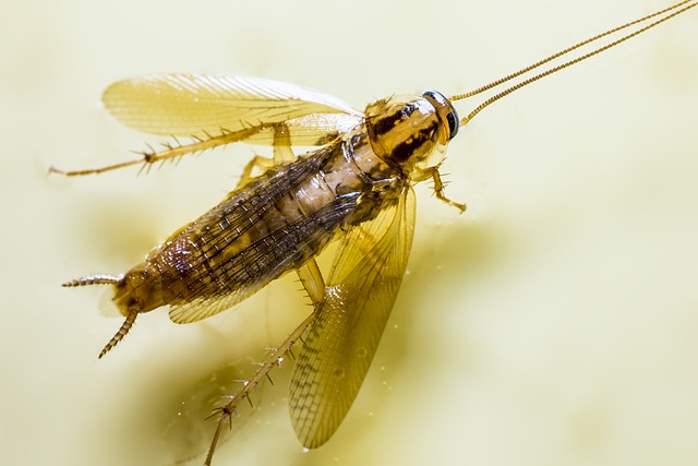 A german cockroach taking flight, one of the many types of roaches in NC