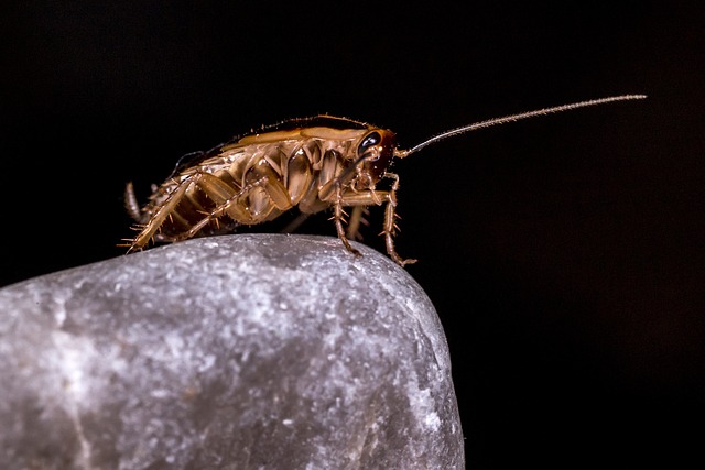 A light brown german cockroach resting on a smoky-grey quartz