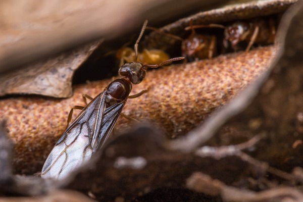 black flying ant outdoors on a branches